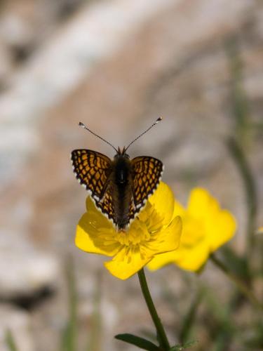 Melitaea cinxia