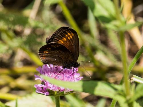 Réf. 261 494 : Erebia alberganus