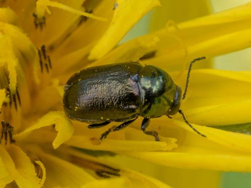 Réf. 261 493 : Cryptocephalus sp.