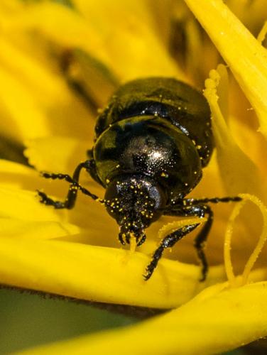 Cryptocephalus sp.
