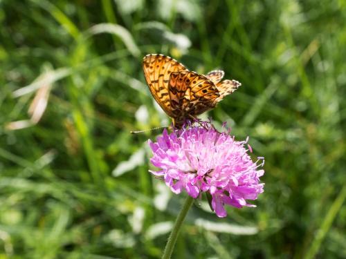 Boloria titania