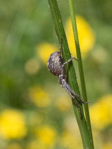 Réf. 261 486 : Philodromus buxi