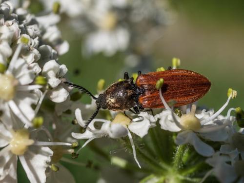 Anostirus gracilicollis