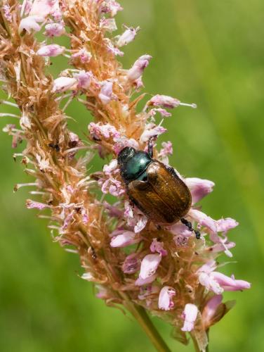 Réf. 261 599 : Phyllopertha horticola