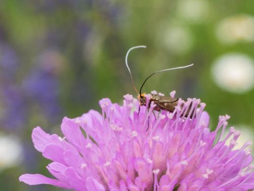 Nemophora metallica