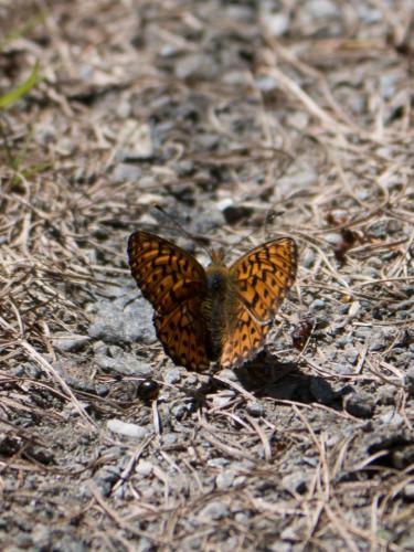 Réf. 261 708 : Boloria sp.