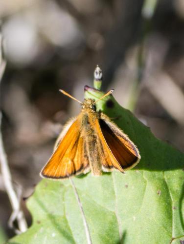 Thymelicus lineola