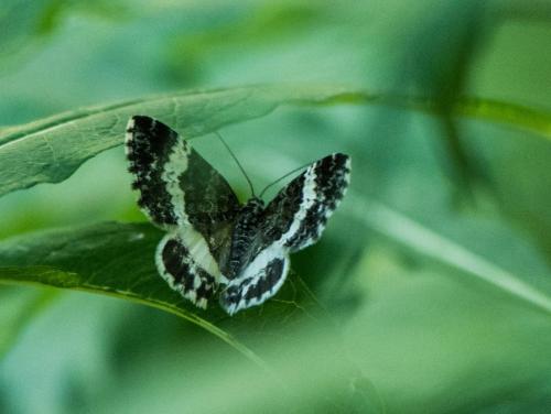 Spargania luctuata