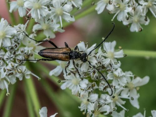 Anastrangalia dubia