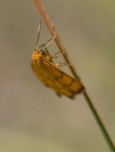 Réf. 261 938 : Idaea aureolaria