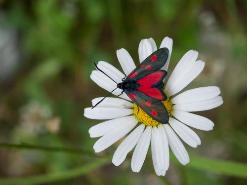 Réf. 261 935 : Zygaena lonicerae