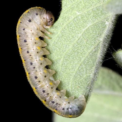 Abia aenea