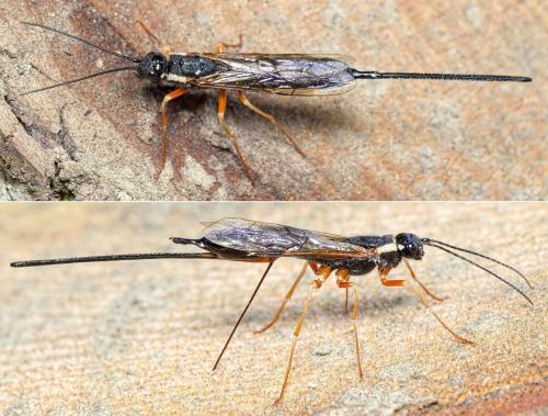 Xeris pallicoxae