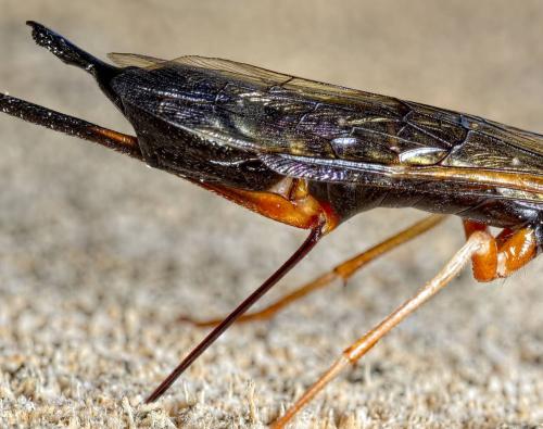 Xeris pallicoxae