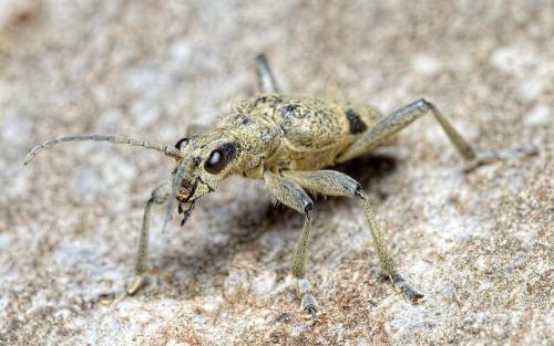 Réf. 261 298 : Rhagium mordax