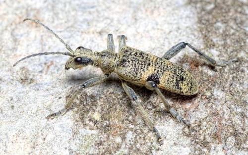 Réf. 261 297 : Rhagium mordax