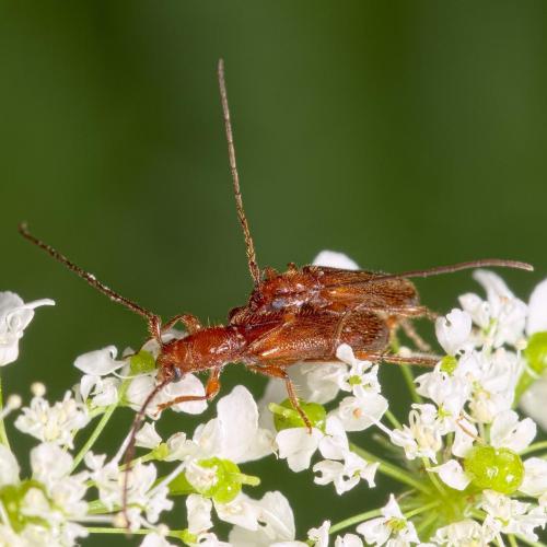 Obrium brunneum