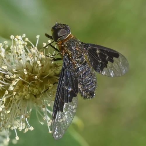 Hemipenthes morio