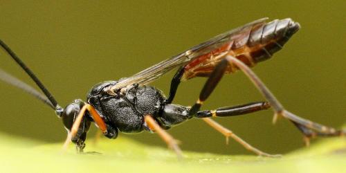 Cryptinae