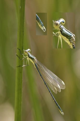 Lestes virens