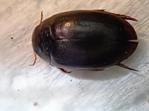 Agabus bipustulatus