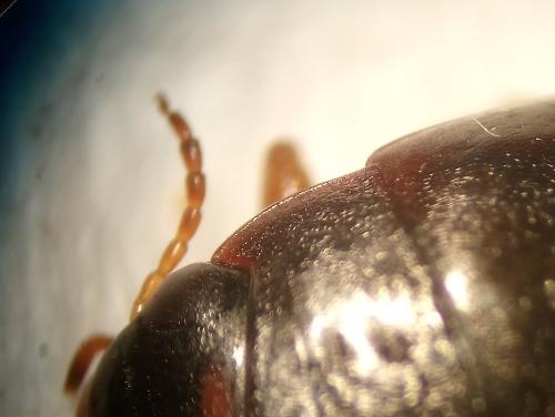 Agabus bipustulatus