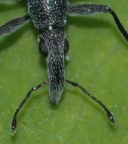 Réf. 261 191 : Oxystoma ochropus