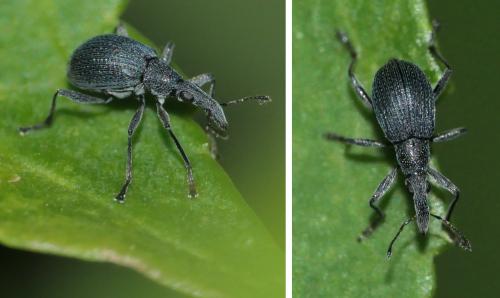 Oxystoma ochropus