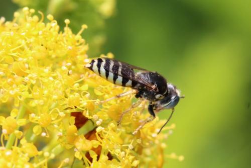 Bembix zonata