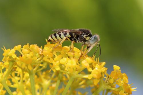 Bembix zonata