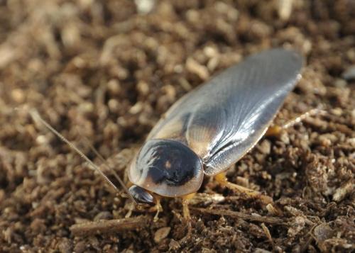 Blaptica dubia