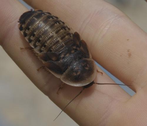 Blaptica dubia