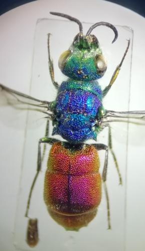 Chrysis ruddii