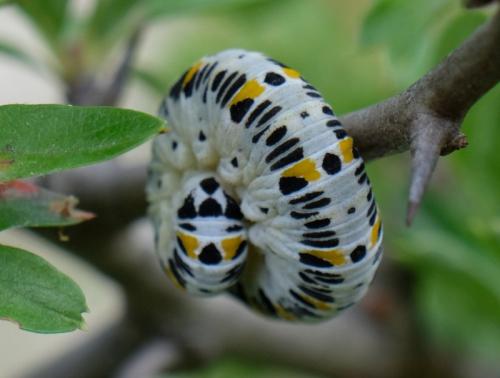 Cimbex quadrimaculatus