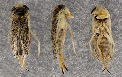 Réf. 261 878 : Sigara lateralis