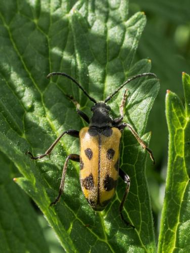 Brachyta interrogationis