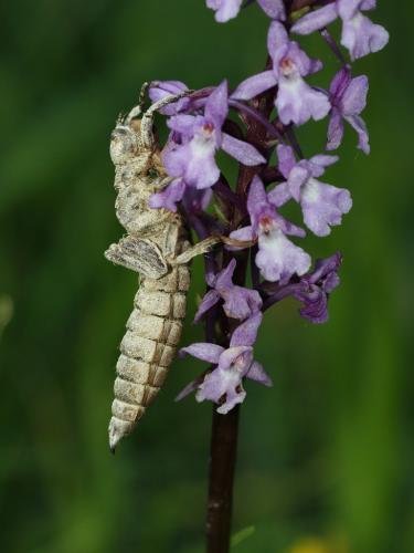 Réf. 261 360 : Cordulegaster bidentata