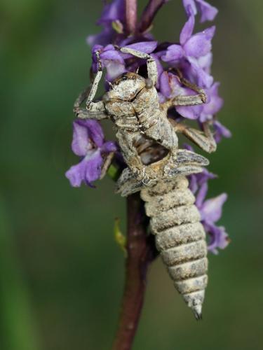 Réf. 261 361 : Cordulegaster bidentata