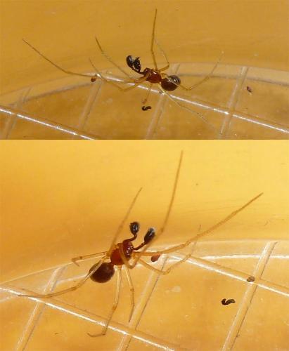 Réf. 261 835 : Neottiura bimaculata