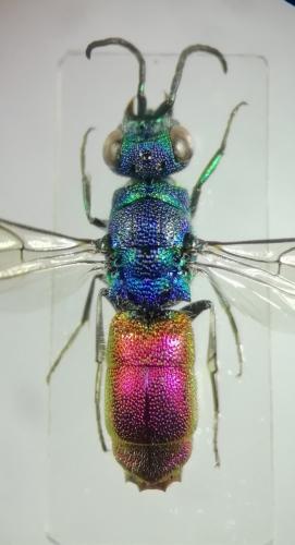 Réf. 261 852 : Chrysis sp.