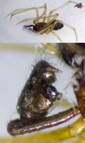 Neottiura bimaculata