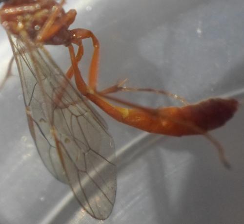 Réf. 261 707 : Enicospilus sp.