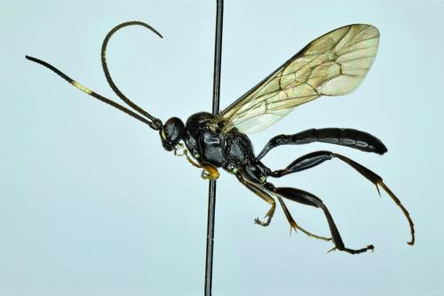 Cratichneumon viator