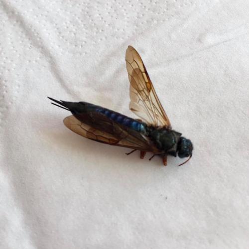 Réf. 261 825 : Sirex juvencus