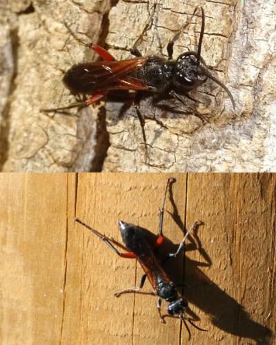 [cf. Chalybion femoratum] Quel est donc cet hyménoptère ?? Insecte