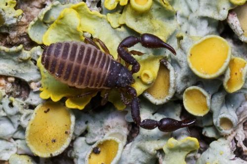 Rhacochelifer maculatus