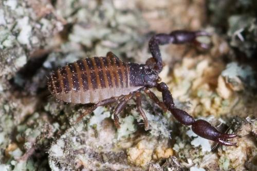 Rhacochelifer maculatus