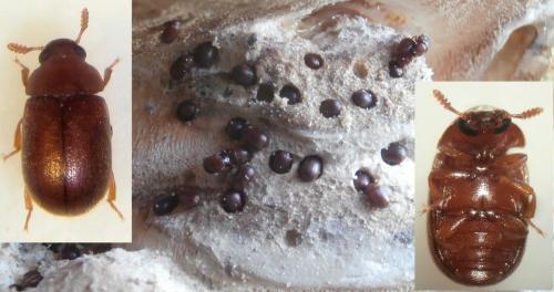 Réf. 261 067 : Pentaphyllus chrysomeloides