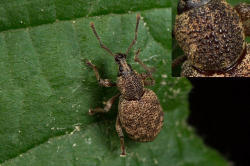 Réf. 261 798 : Otiorhynchus singularis