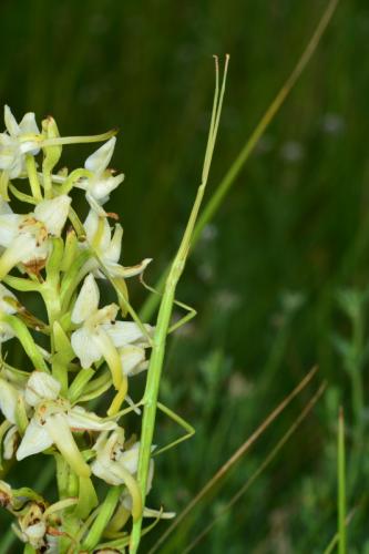 Clonopsis gallica
